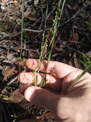 Lomandra gracilis