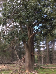 Brachychiton