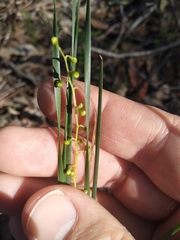 Lomandra gracilis