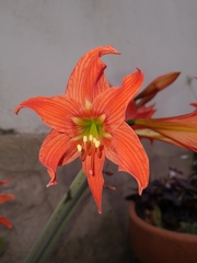 Hippeastrum petiolatum