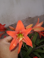 Hippeastrum petiolatum