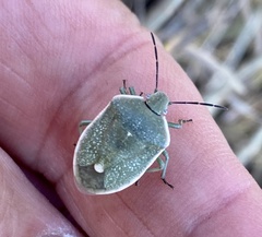 Chlorochroa uhleri