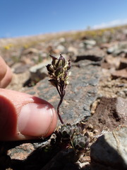 Draba lemmonii
