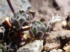 Draba lemmonii