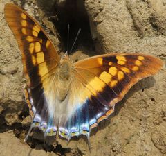 Charaxes guderiana guderiana