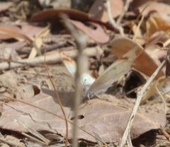Colotis antevippe gavisa