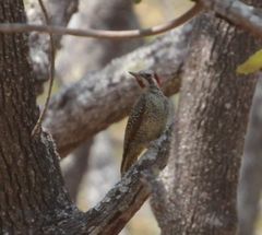 Campethera bennettii