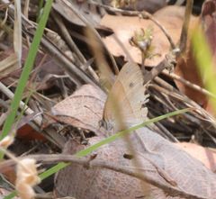 Brakefieldia simonsii