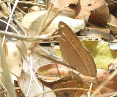 Brakefieldia simonsii