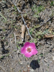 Modiolastrum gilliesii