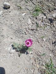 Modiolastrum gilliesii