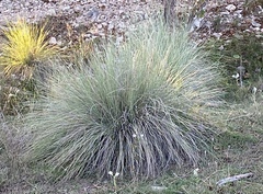 Muhlenbergia lindheimeri
