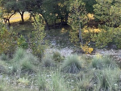 Muhlenbergia lindheimeri