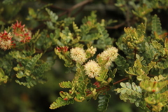 Weinmannia fagaroides