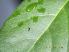 Technomyrmex difficilis