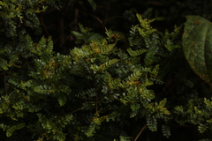 Weinmannia fagaroides