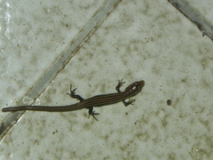 Riama striata