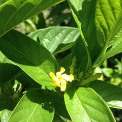 Mandevilla foliosa