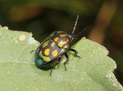 Orsilochides variabilis