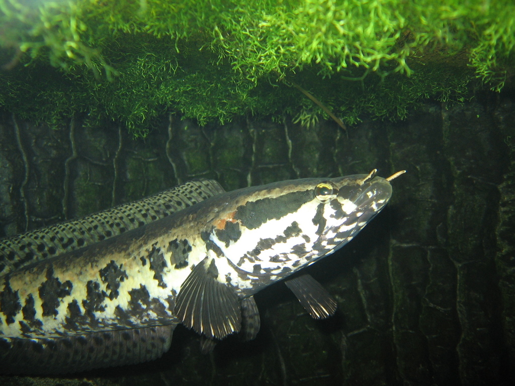 African Obscure Snakehead