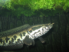 African Obscure Snakehead photo 1