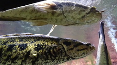African Obscure Snakehead photo 4