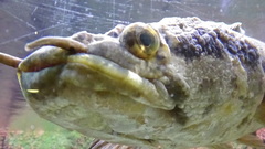 African Obscure Snakehead photo 5
