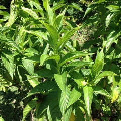 Mandevilla foliosa