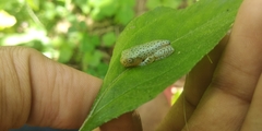Rhacophorus malabaricus
