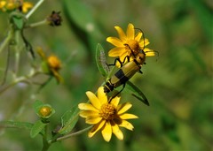 Chauliognathus nigrocinctus