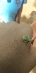 Rhacophorus malabaricus