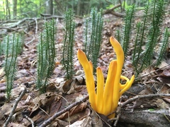 Clavulinopsis fusiformis image
