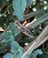 Melanoplus marginatus
