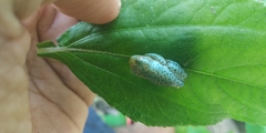 Rhacophorus malabaricus
