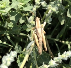 Melanoplus marginatus