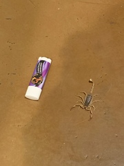 Smeringurus vachoni