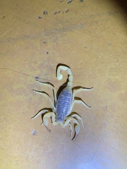 Smeringurus vachoni
