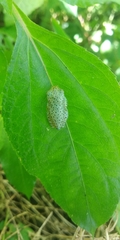 Rhacophorus malabaricus