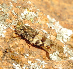 Trimerotropis saxatilis