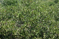 Ficus crocata