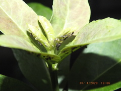 Technomyrmex difficilis