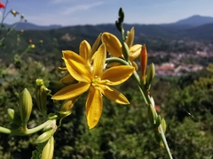 Echeandia flavescens