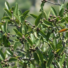Ficus crocata