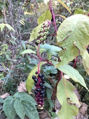 Phytolacca americana