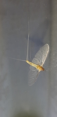 Ephemeroidea