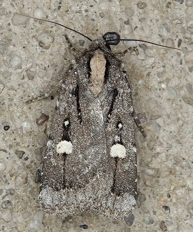 Abagrotis glenni