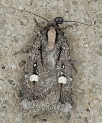 Abagrotis glenni