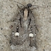 Abagrotis glenni - Photo (c) Colin Croft, some rights reserved (CC BY), uploaded by Colin Croft