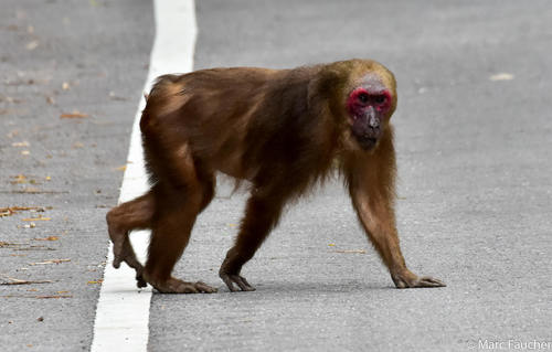 Stump-tailed Macaque