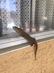 Elgaria multicarinata webbii